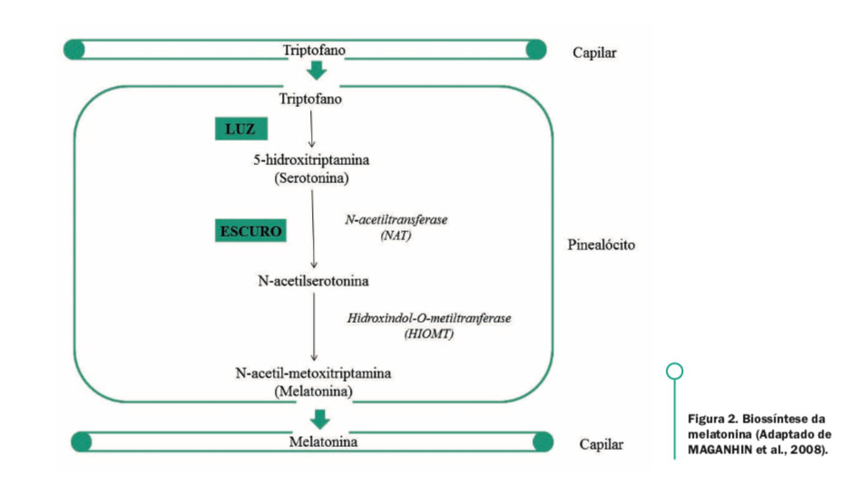 Figura 2. Biossíntese da melatonina (Adaptado de MAGANHIN et al., 2008).