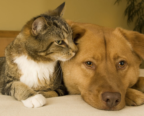 Doenças de fígado em cães e gatos