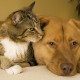 Doenças de fígado em cães e gatos