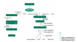Figura 1. Metabolismo do triptofano (Le Floc’het al., 2011; Kuribayashi 2011).