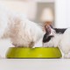 Os benefícios do Ômega 3 e da nutrição clínica em cães e gatos idosos
