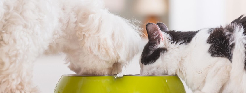 Os benefícios do Ômega 3 e da nutrição clínica em cães e gatos idosos